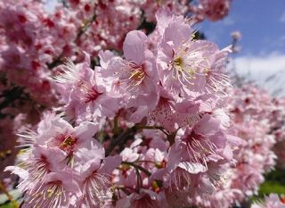 紅粉佳人 張集益提供