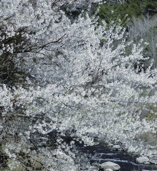 Wushe cherry is a rare kind of indigenous cherry blossoms.