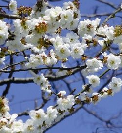 Double-petal plum blossoms