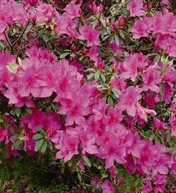 平戶杜鵑 張集益提供