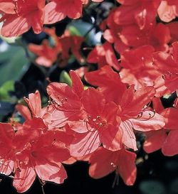 Oldham's Rhododendron