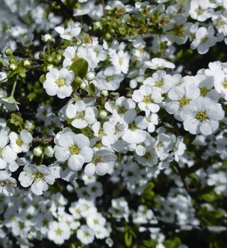 Taiwan bridal wreath spiraeas