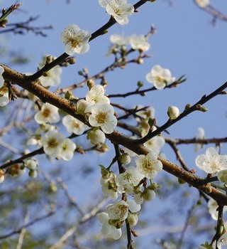 Plum blossoms in early spring.
