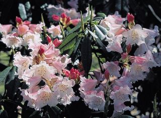 Yushan Rhododendron