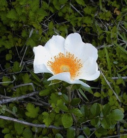 Thorny Rosa bracteata Wendl is interspersed amid the stretches of fields of Kinmen.