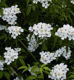 小果薔薇 張集益提供