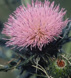 Cephalanoplos segetum