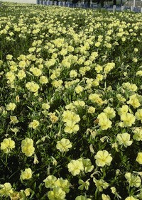 The bright yellowness of the Evening Primrose is a shining emblem of Kinmen.