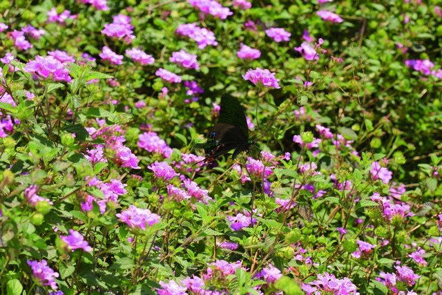 春雷驚蟄 蟲蟲甦醒