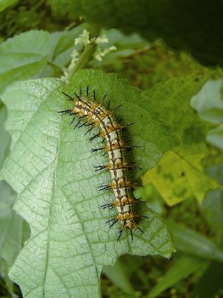 細蝶幼蟲 吳加雄、楊平世提供
