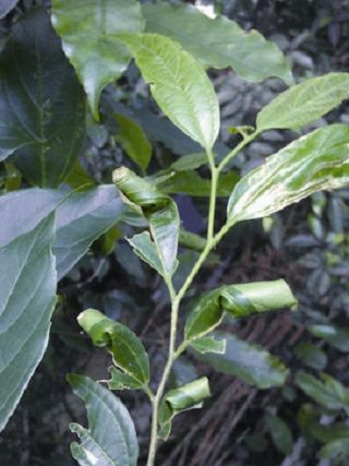 這些葉子是捲葉象鼻蟲幼蟲的小套房 吳加雄、楊平世提供