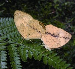 交配中的孔雀蛺蝶 吳加雄、楊平世提供