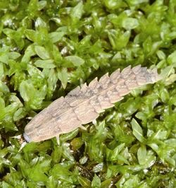 蓬萊短角窗螢幼蟲，想要找到牠，可得訓練在黑夜中找尋草叢裡的一個小亮點的眼力 吳加雄、楊平世提供