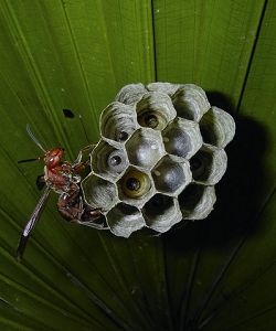 褐長腳蜂正在築巢 劉達偉提供
