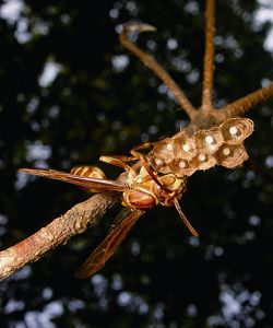 變側異腹胡雌蜂媽媽獨力築新巢 劉達偉提供