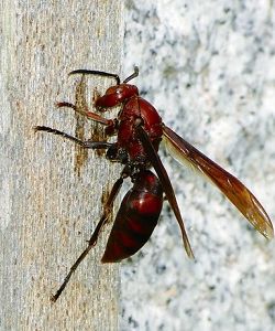 褐長腳蜂採紙漿 劉達偉提供