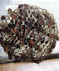 褐長腳蜂族群旺盛狀況 劉達偉提供