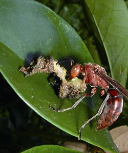 褐長腳蜂工蜂將毛毛蟲直接咬下做成肉團 劉達偉提供