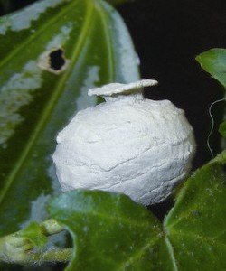 泥壺蜂(蜾蠃)的窩是牠的陶藝創作 劉達偉提供