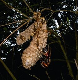 雙金環虎頭蜂在變側異腹胡蜂的巢上取食蜂蛹 劉達偉提供