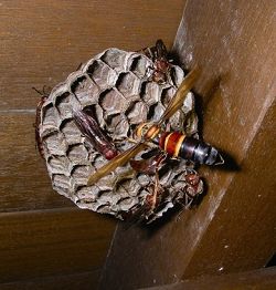 雙金環虎頭蜂侵襲褐長腳蜂的蜂巢 劉達偉提供