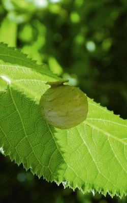 泥壺蜂的另一個創作 劉達偉提供