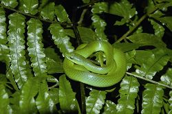 青蛇 毛俊傑提供