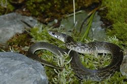 福建頸斑蛇 毛俊傑提供