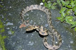 大頭蛇 毛俊傑提供