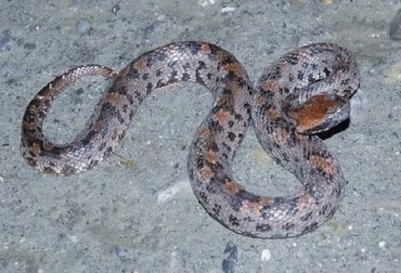 瑪家龜殼花 毛俊傑提供