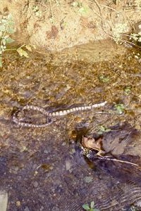 赤腹游蛇 毛俊傑提供