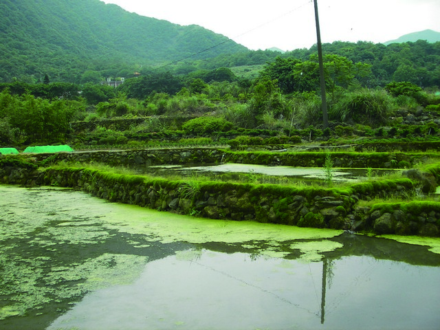 陽明山的水梯田 毛俊傑提供