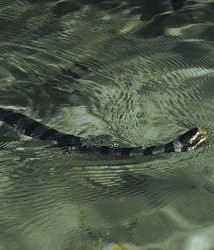 A banded yellow-lip sea snake starts its life in early spring.