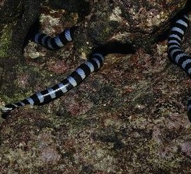 A black-lip sea snake just climbed up a rock not far away from the water.
