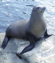 Sea lion resting on shore