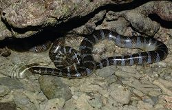 Banded yellow-lip sea snakes spend most of time in water and only come out of water in secluded snake pits.