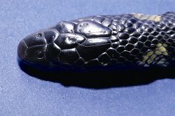 The nostrils of true sea snake move to the top of the snub and have valves to close them.