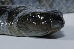 The nostrils of yellow bellied sea snake are still on both sides of the snub and there are no valves.