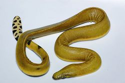 The belly scales of yellow bellied sea snake have shrunk to the point that they are hardly distinguishable from body scales.