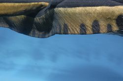 The body of yellow bellied sea snake is flattened sideways