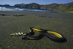 A yellow bellied sea snake stranded on shore.