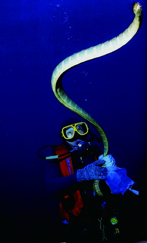 The ridge protruding along the centerline of belly scales allows the wide-striped sea snakes to flatten their bodies. (photo by Su, Yen)