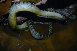 The belly scales of broad-tailed sea snakes may be smaller than before, but they are still distinguishable from body scales next to them.