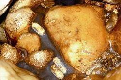 Eggs and shells found in a hatchery of broad-tailed sea snakes.