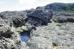 Rocks rising above tidal level are important habitats for broad-tailed sea snakes