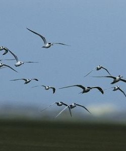 The nomadic sensibilities of the migrant Tern (Chiu Lu, Su-Lan)