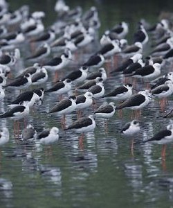 A flock of Black-winged Stilts (Chiu Lu, Su-Lan)