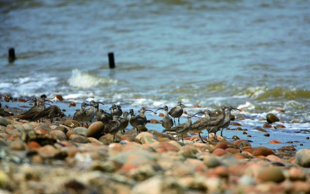 Seafaring Whimbrels (Chiu Lu, Su-Lan)