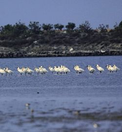 Taijiang’s Qigu Lagoon is a pivotal resting place for Black-faced Spoonbills. (Chiu Lu, Su-Lan)