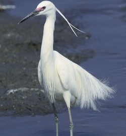 A Little Egret after to growing his mating coat. (Chiu Lu, Su-Lan)